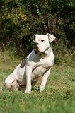 BOULEDOGUE AMERICAIN 318
